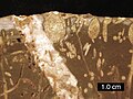 Sección transversal de un terreno rocoso del Jurásico; las perforaciones incluyen Gastrochaenolites (algunas con bivalvos perforadores en su lugar) y Tripanites; Mendip Hills, Inglaterra; barra de escala = 1 cm.