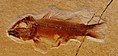 Fossile de Notagogus denticulatus.