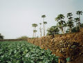 Campo com irrigação gota-a-gota em Salto.