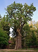 Хоробрий Дуб — один з найстаріших дубів у Польщі