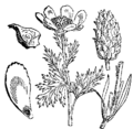 Adonis annua Jesenski zajčji mak plate 43 in: Martin Cilenšek: Naše škodljive rastline Celovec (1892)