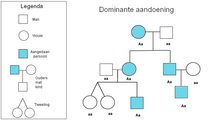 Voorbeeld van een genetische stamboom: een dominante aandoening erft over