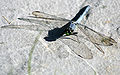A Raystorm le doy esta libélula por tener la idea de crear el reto, que cumplió con las expectativas --Diegusjaimes Cuéntame al oído 16:42 11 abr 2010 (UTC)