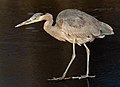 Image 79Great blue heron on frozen pond in Green-Wood Cemetery