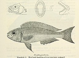 Plecodus paradoxus