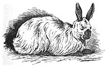 Russian Angora Russisches Angora-Kaninchen (Jean Bungartz 1902)