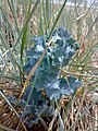 Rosette leaves