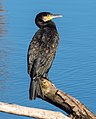 #17 Kormoran an der Regnitz