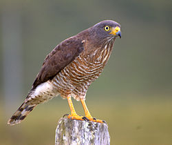 Soreahiirihaukka (Buteo magnirostris)