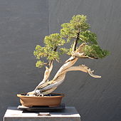 Slanted-style juniper