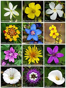 Diverse flores o inflorescentias.