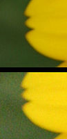 Comparaison de deux extraits des deux photos a l’échelle 100 %. (en haut) sensibilité 100 ISO, (en bas) sensibilité 1600 ISO.