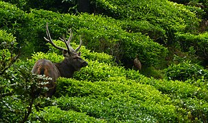 Le sambar est la plus grande espèce de cervidé dans la région.