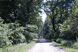Forest of Bojčin
