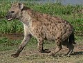 Dupfe-Hyäne