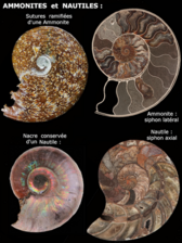 Ammonites de Madagascar (à gauche les sutures et le nacre, à droite en coupe transversale la position latérale du siphon chez un Ammonoidea en haut, et centrale d'un Nautiloidea en bas)