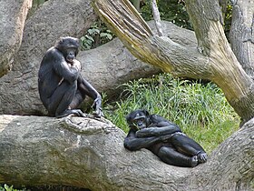 Bonobos no zoológico de Cincinnati
