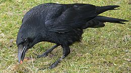 Kormos varjú (Corvus corone)