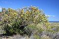 Eucalyptus erythrocalyx