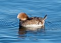 Image 42Female hooded merganser resting on the Central Park Reservoir