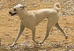 Kretski hrt ali Kritikos Lagonikos, ena najstarejših evropskih pasem lovskih psov