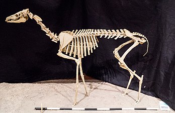 Kerangka Poebrotherium