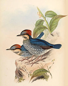 Blåpitta, Hydrornis cyanea Illustrasjon John Gould & Henry Constantine Richter, Public domain