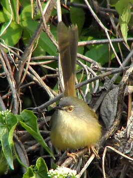 Geelbuikprinia