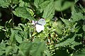 Cabbage white butterfly in a garden at Sharptor