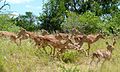 groupe de femelles (parc national Kruger, Afrique du sud).