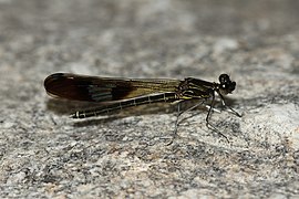 Paracypha unimaculata