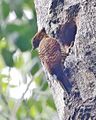 Female Nest