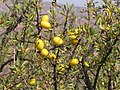 Frutos da Argania spinosa