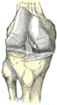 Articolazione del ginocchio vista anteriormente, asportata la capsula sono visibili i mezzi di unione.
