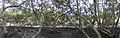 Image 42Inside a mangrove canopy, Salt Pan Creek, New South Wales (from Swamp)