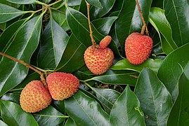 Schizocarpes:2 litchis doubles et 1 litchi simple