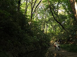 緑が繁る等々力渓谷