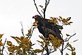 Red-headed vulture