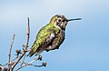Image 90Anna's hummingbird in Pacifica, California