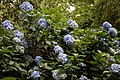 Плави цветови H. arborescens