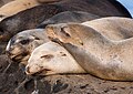 Image 57California sea lion nap time at La Jolla Cove