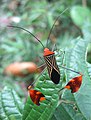 Exemplar tropical de Coreidae (Panamà), amb tíbies posteriors dilatades en forma de fulla, que use tant pel festeig com per l'aposematisme.