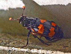 Nicrophorus interruptus