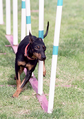 Toy Manchester Terrier