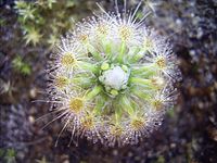 Drosera oreopodion