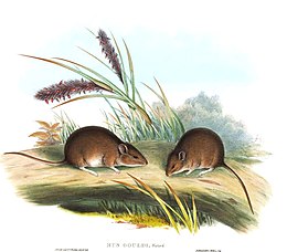 Rajz két Gould-ausztrálegérről