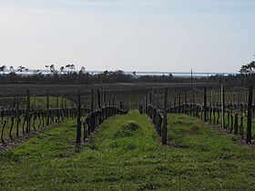 Image illustrative de l’article Côtes-de-blaye