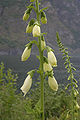 Digitalis sp.