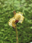 Wilgenkatjes (Salix) 01.JPG