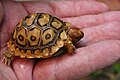 Cría de tortuga leopardo de un mes de edad.